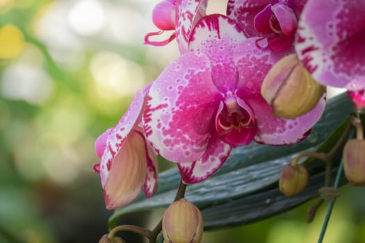 The background image of the colorful flowers, background nature