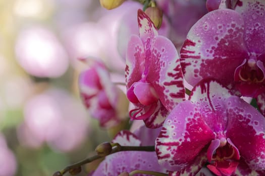 The background image of the colorful flowers, background nature