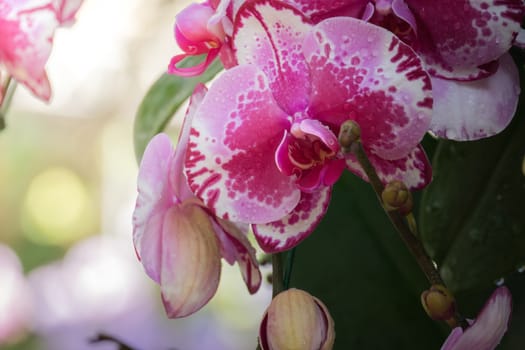 The background image of the colorful flowers, background nature