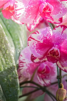 The background image of the colorful flowers, background nature