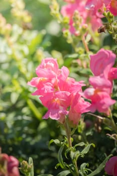 The background image of the colorful flowers, background nature