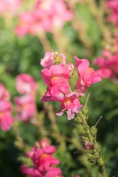 The background image of the colorful flowers, background nature