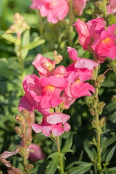 The background image of the colorful flowers, background nature