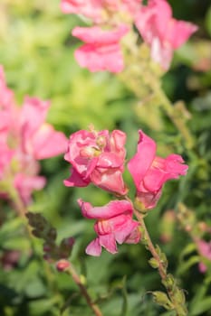 The background image of the colorful flowers, background nature