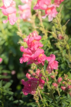 The background image of the colorful flowers, background nature