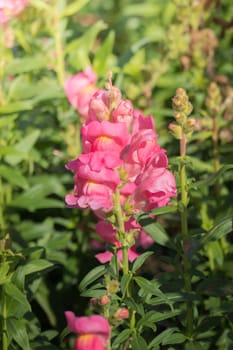 The background image of the colorful flowers, background nature