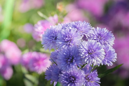 The background image of the colorful flowers, background nature