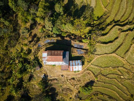 Aerial view of a house among paddy fields and trees in Nepal