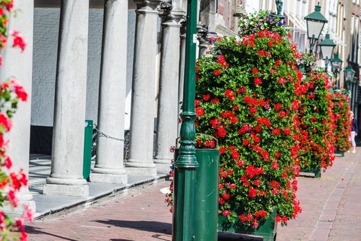 Many bright red flowers. Rows of bright plants on a street in Holland.