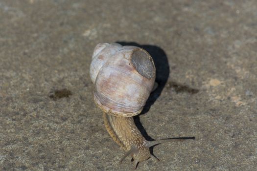 Roman snail - Helix pomatia. Helix pomatia, common names of the Romans, Burgundians, slug with injured casings