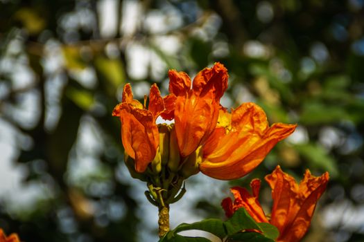 Close-up orange flowers on blurry background