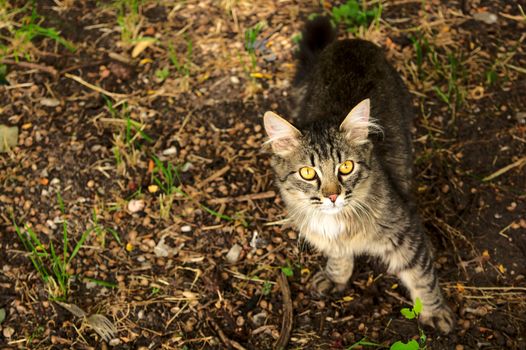 Curious stray cat abandoned on the street looking at the camera. Lovely yellow eyes.