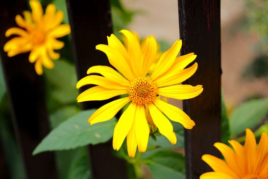 Close up photo of Summer flower, three sunny yellow flowers smiling for you.