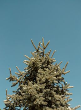 Part of a tree in a garden is in view