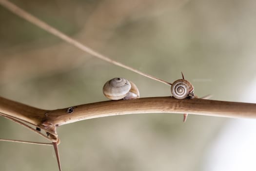 Little cute snails goind up on a twig