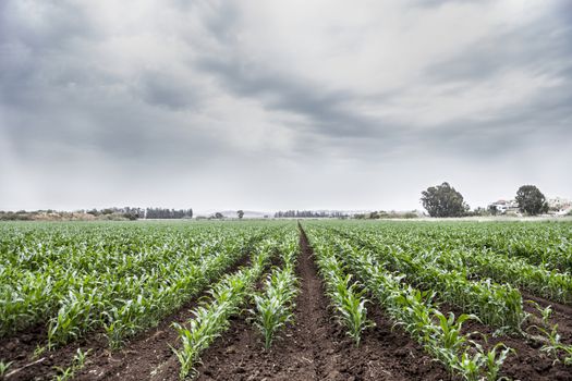 Agriculture and rural land with growing corn