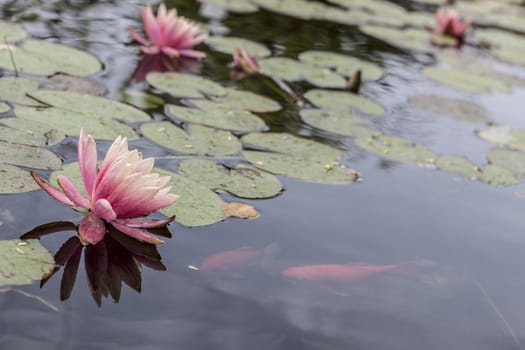 Pink water lily and some orange fish