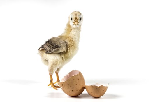 Chicken and egg isolated on white background with shadow