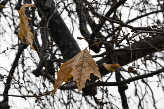 A branch of a plane tree with dry leaves in winter