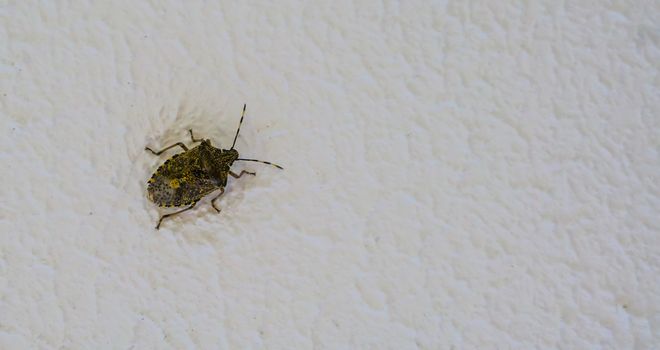 mottled shield bug in closeup, a common stink bug in europe that will try to hibernate in your home at winter