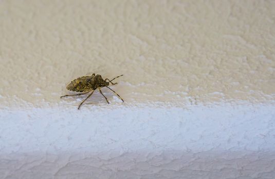 closeup of a mottled shield bug, a common stink bug in europe that hibernates in human homes