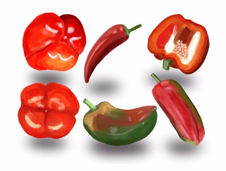 watercolor set of red and green sweet peppers and red hot chili peppers. Bell peppers paprika  isolated at white background illustration.