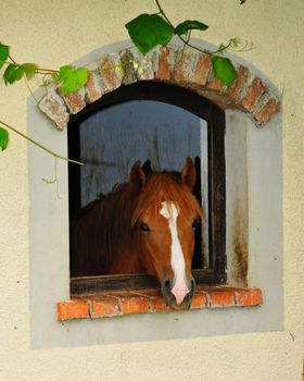 Cute red and brown horse looking through window, animal curiosity