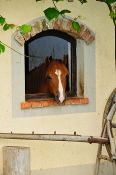 Red and brown horse looking through arched window at farm, copyspace