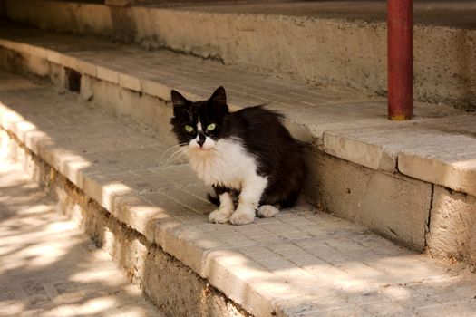 Black and white stray cat sitting on the stairs