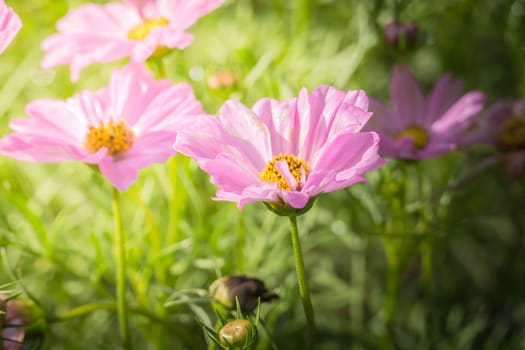 The background image of the colorful flowers, background nature