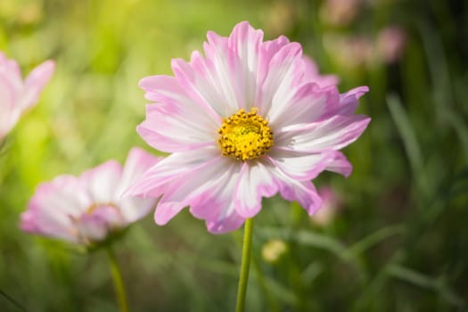 The background image of the colorful flowers, background nature