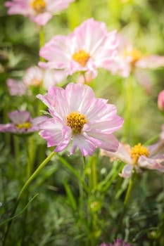 The background image of the colorful flowers, background nature