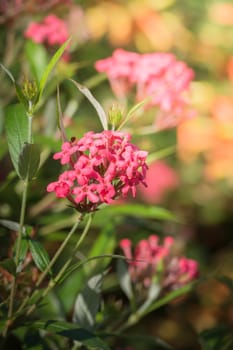 The background image of the colorful flowers, background nature