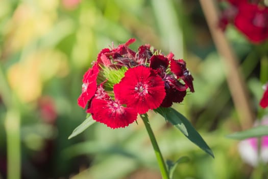 The background image of the colorful flowers, background nature