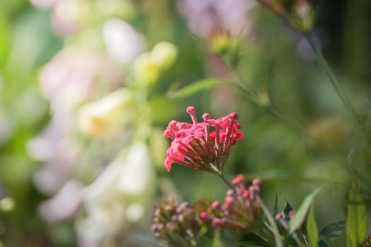 The background image of the colorful flowers, background nature