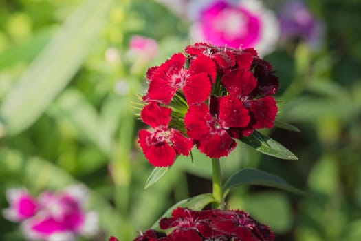 The background image of the colorful flowers, background nature