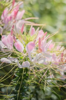 The background image of the colorful flowers, background nature