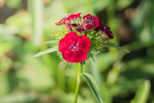 The background image of the colorful flowers, background nature