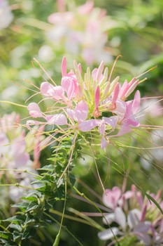 The background image of the colorful flowers, background nature