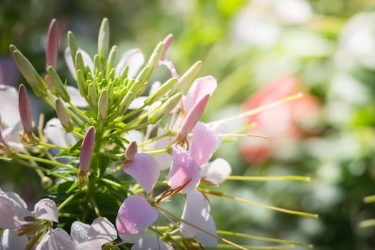 The background image of the colorful flowers, background nature