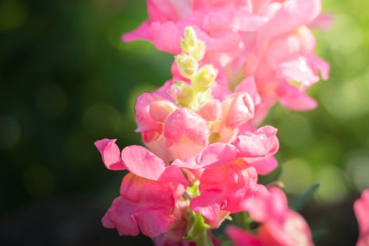 The background image of the colorful flowers, background nature