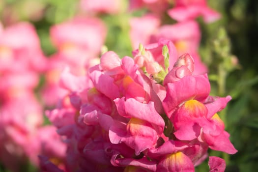 The background image of the colorful flowers, background nature