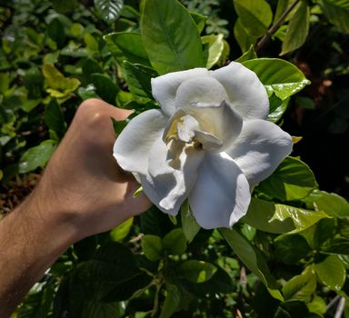 a hand of a caucasian men taking the last jasmine of the season