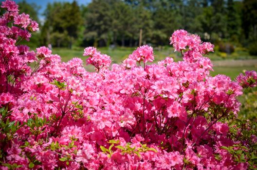 Blooming meadow with pink flowers of rhododendron bushes. Kyiv, Ukraine