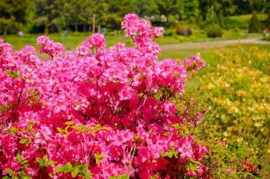 Blooming meadow with pink flowers of rhododendron bushes. Kyiv, Ukraine