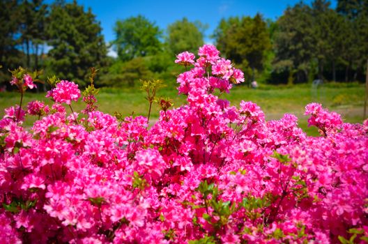 Blooming meadow with pink flowers of rhododendron bushes. Kyiv, Ukraine