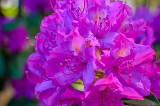 Blooming meadow with pink flowers of rhododendron bushes. Kyiv, Ukraine