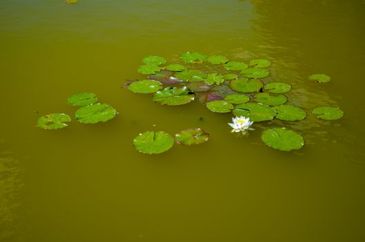 white lily floating with many leaves on a green water