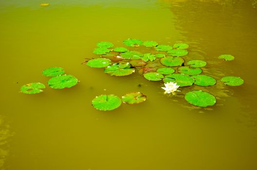 white lily floating with many leaves on a green water