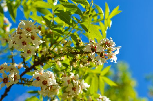 Bossom of white flowers on the tree with background of blue sky